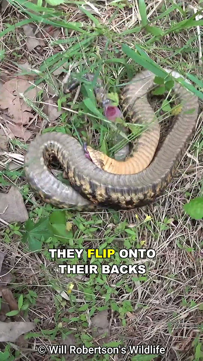 World Around You: Eastern hog-nosed snake is nature's drama queen