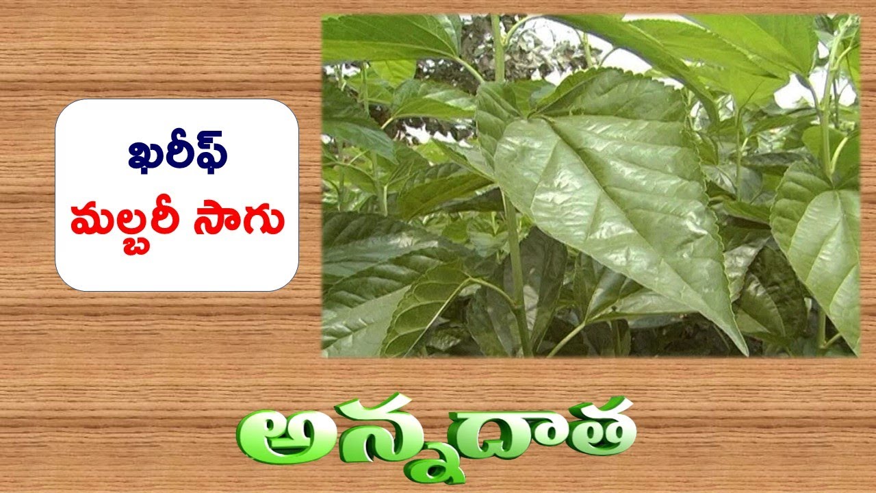 Cultivation Practices of Mulberry || EtvAnnadata