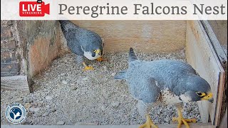 Birdcam.it - Live Peregrine Falcons Nest Albangel \& Velia