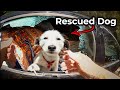 When Super COPS Rescue Poor Dogs From Heartless People