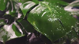 100914 video 720 1