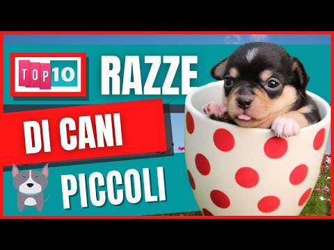 Video: 12 razze di cani più snuggly