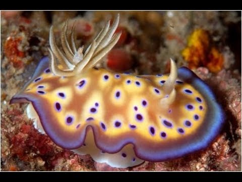 Video: I molluschi hanno un sistema circolatorio aperto?