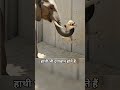 हाथी भी दयावान होते हैं ll #elephant #animals #shorts