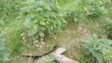 Cách Sử Lý Củ Hoa Thược Dược Ra Rễ Mới Tại Chỗ [ Dahlias ]