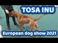 Tosa Inu European dog show 2021 / 2nd day / Budapest Hungary