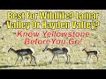 Best Wildlife? Lamar Valley Or Hayden Valley? Know Yellowstone Before You Go!