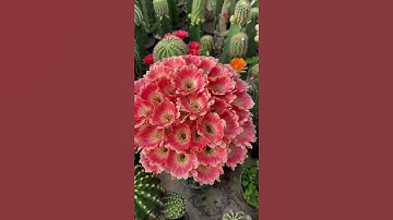 Hoa Xương Rồng LOBI nở như hoa Cẩm Tú Cầu / Cactus Flower / Short Film Showcase