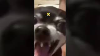 #funny #viral dog mime type #1234