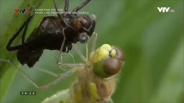 VÒNG ĐỜI CHUỒN CHUỒN