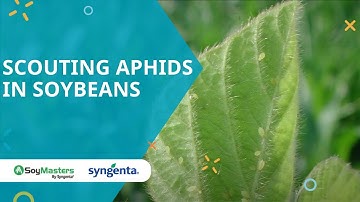 Scouting aphids in soybeans