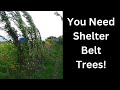 A shelter belt demonstration
