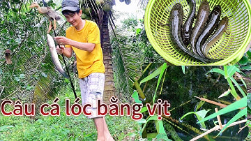 Câu cá lóc bằng vịt những ngày mưa @TruongTu71