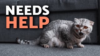 10 Signs Your Cat Has Anxiety 😿⚠️ How to Know if Your CAT IS ANXIOUS