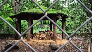 Rajeev Gandhi Zoological Park Katraj Snake Park - Pune || Village Buzz