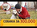 КУПИЛ СОБАКУ ЗА 300.000 (Лабрадор-Ретривер)