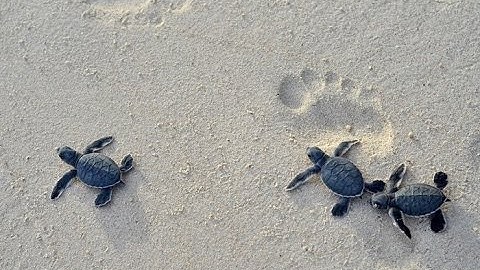 PLO - Ngắm rùa biển đẻ trứng tại khu bảo tồn Hòn Cau