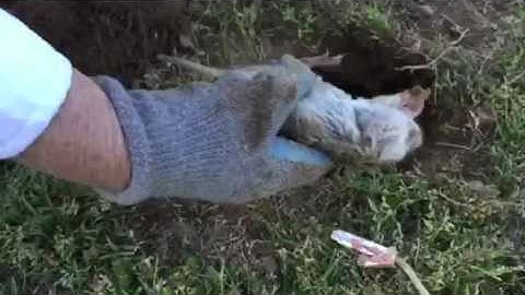 Gopher trapping Murrieta, Temecula Ca