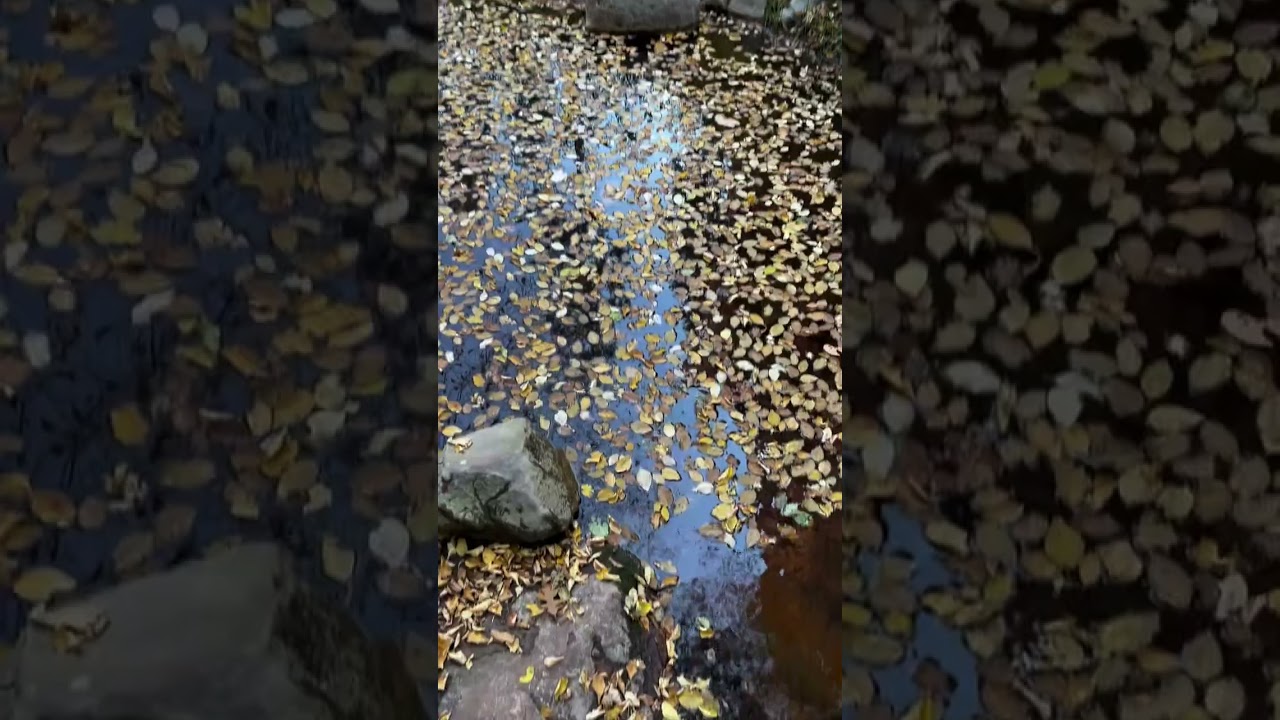 Sedona’s Best Fall Hike: West Fork | Flagstaff & Sedona Real Estate Tips | Tyler Vaughan Realtor