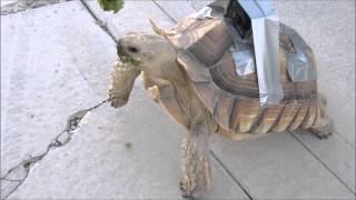 Tortoise eye veiw