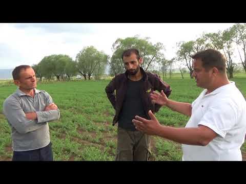 Video: Nohut Yetiştirebilir misiniz: Bahçede Garbanzo Fasulye Bakımı Hakkında Bilgi Edinin
