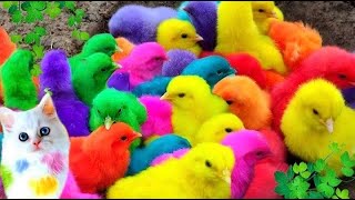 Menangkap Ayam lucu, Ayam warna warni, Ayam rainbow, Bebek,Angsa, kucing, Ikan, Ikan Cupang