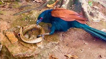 한국에는 뱀과 다른 종류의 새가 있습니다. #snake #birds #猟虫 #捕食シーン 