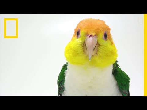 Vidéo: Un Perroquet Est-il Un Oiseau Intelligent Ou Répète-t-il Simplement Des Phrases Mémorisées ?