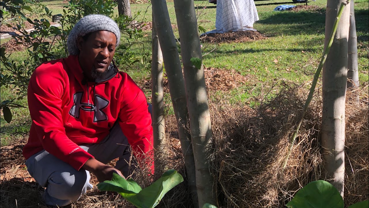 Protecting your trees from the frost YouTube