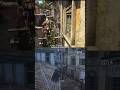 Parkour Movement Looks Assassin Creed Black Flag Resynced Or Unity #shorts #assassinscreed