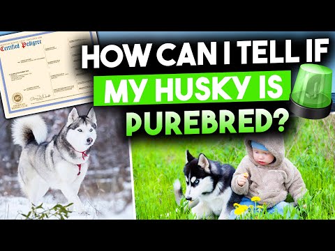 Video: How To Determine The Breed Purity Of A Husky Puppy