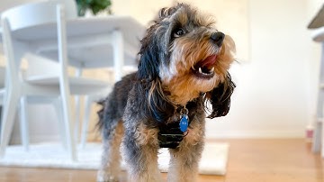 PetTrack lets owners know exact location of their pets