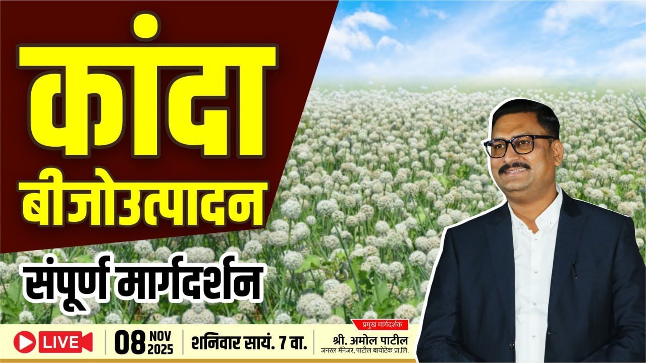 कांदा बिजोउत्पादन संपूर्ण मार्गदर्शन kanda Bij utpadan