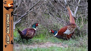 видео: Охота на фазана с дратхаарами в конце октября. картинка: Охота на фазана с дратхаарами в конце октября.