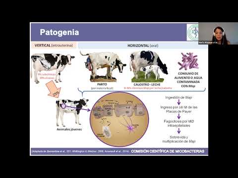 Vídeo: Recopilación De Datos Longitudinales De La Subespecie Mycobacterium Avium Infecciones Por Paratuberculosis En Hatos Lecheros: El Valor De Los Datos De Campo Precisos