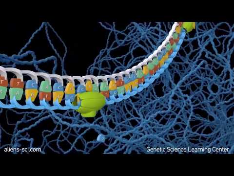 فيديو: أين تحدث الطفرات في الحمض النووي؟