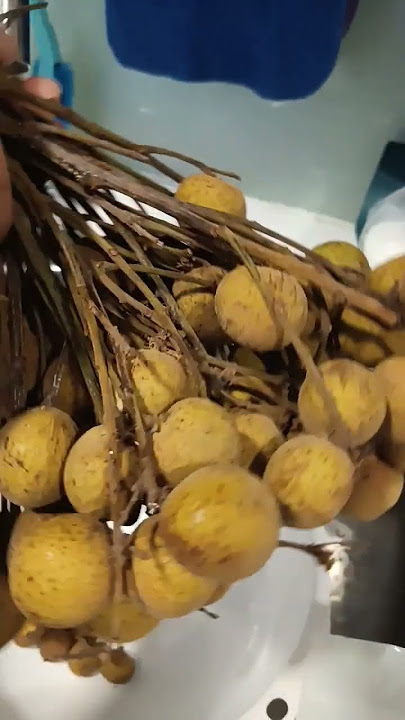 Fresh Longan Fruit