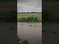Ducks #villagelife #village #duck #lake #shorts#shortvideo #viralvideo#trendingshorts #trendingreels