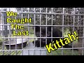 Kitten Rescue: Dr. Lindsay Catches The Last Lonely Kitten : Family Reunited!