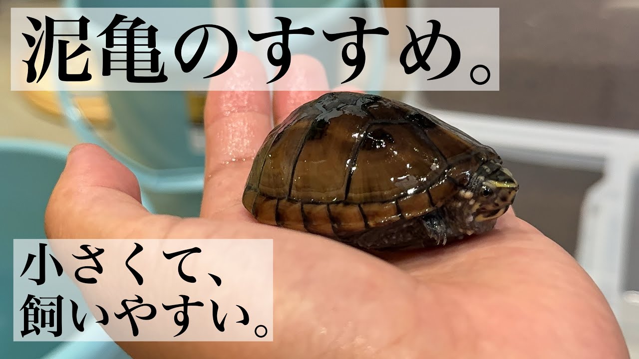 Introducing a cute and affordable mud turtle that is recommended