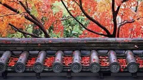 Kathleen Nelson:  Autumn Leaves