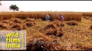 Women agricultural workers harvest wheat in India