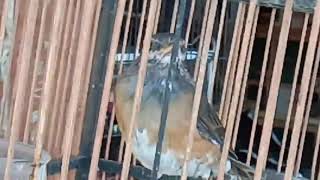 Burung Kuwo
