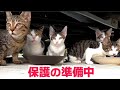 野良猫の親子を保護するための準備中です