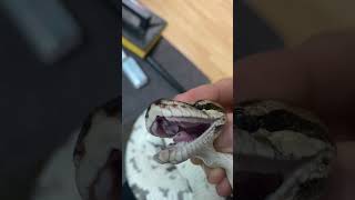 Avez vous toujours peur de la morsure d’un python regius ? 🧐🐍