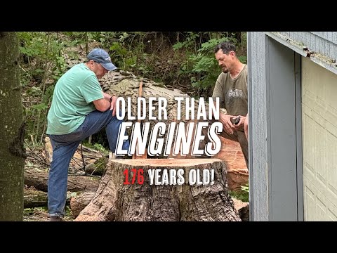 We cut down a massive maple tree (Had to be done) - YouTube