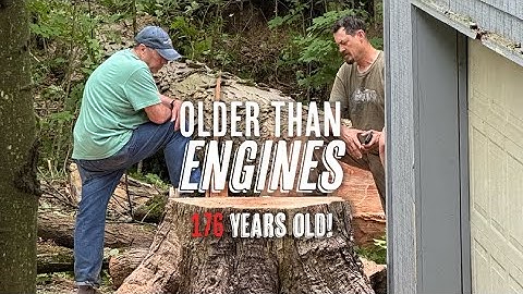 We cut down a massive maple tree (Had to be done)