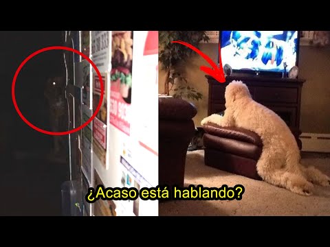 Video: Fuera De Casa: Conocer Y Saludar A Perros 'extraños