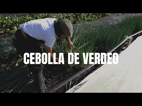 Video: Cebollas perennes: tipos, cultivo. cebolla verde perenne