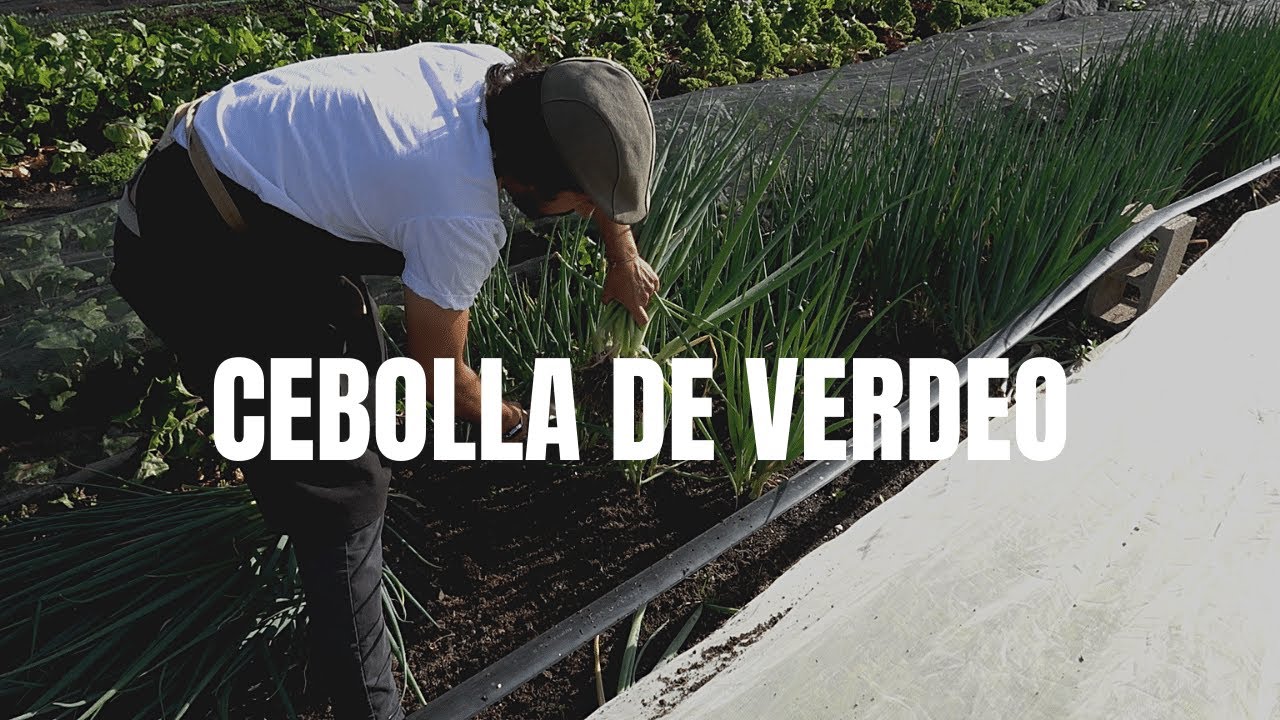 Cebolla de Verdeo | Pros y contras de este cultivo